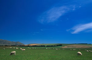 Sheep Grazing, Canterbury
